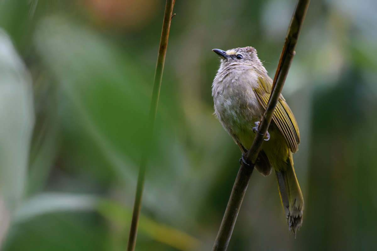 Bulbul flavescent - ML639622033