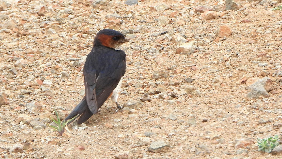 Eastern Red-rumped Swallow - ML639622054