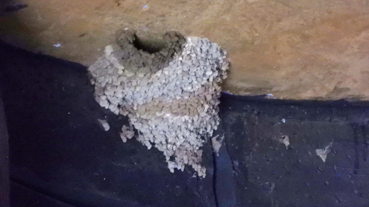 Eastern Red-rumped Swallow - ML639622056