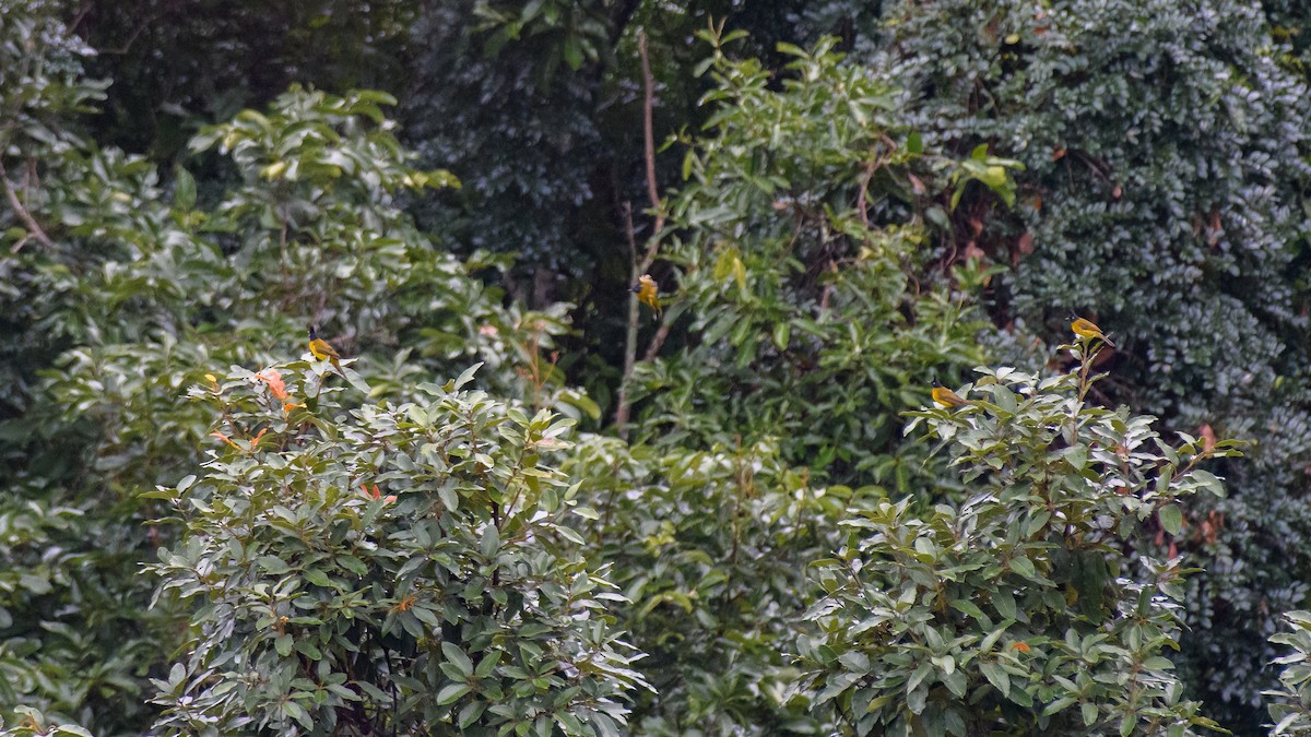 Bulbul à huppe noire - ML639622072