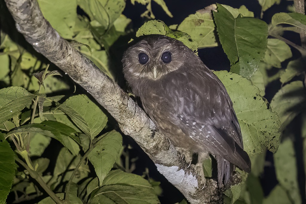 Makira Owl - ML639622151