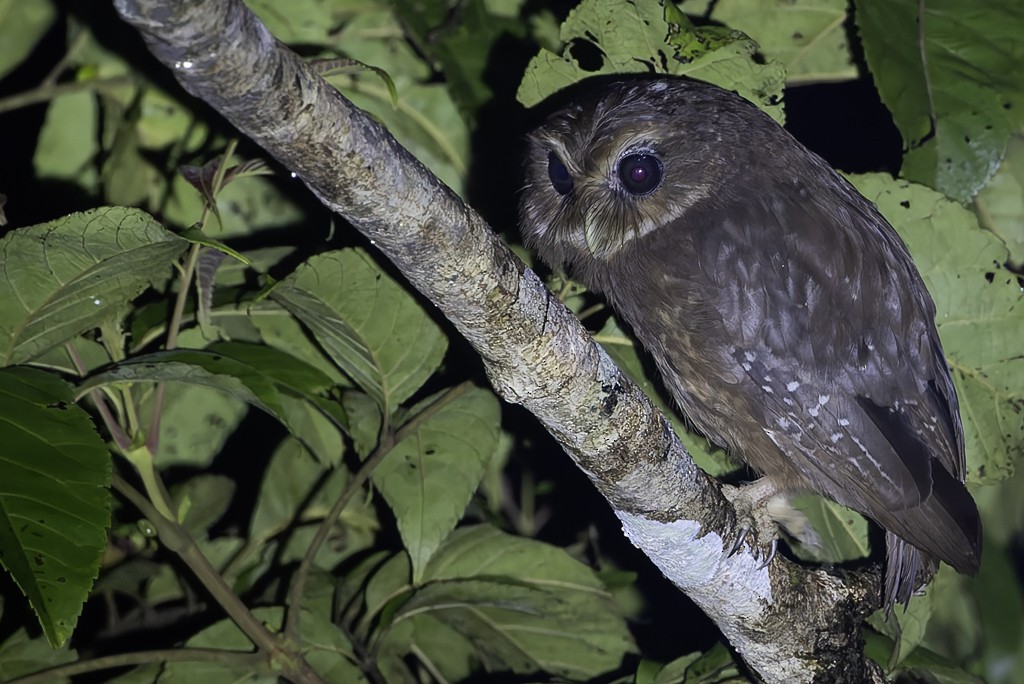 Makira Owl - ML639622153
