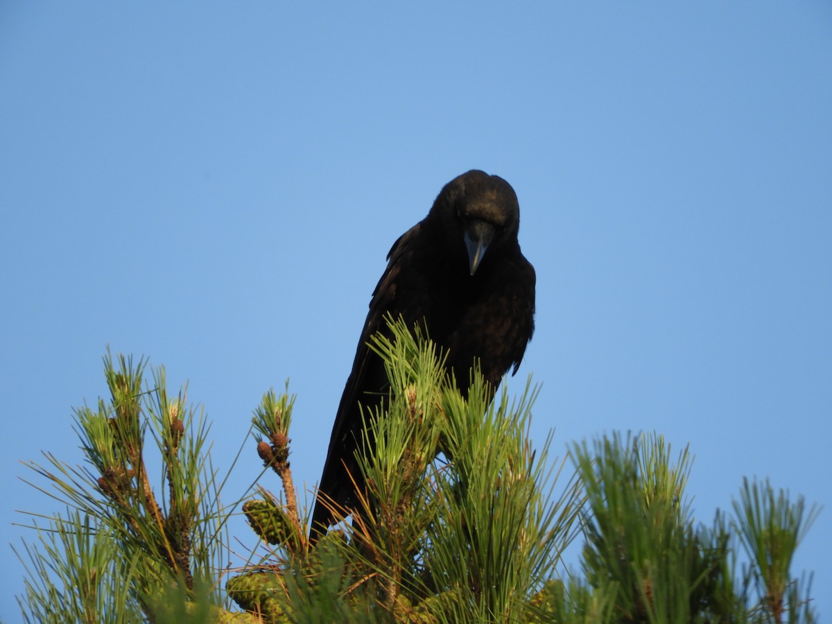 crow/raven sp. - ML639622181