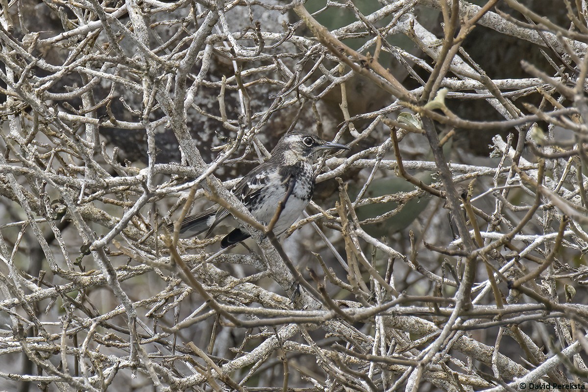 Floreana Mockingbird - ML639622183