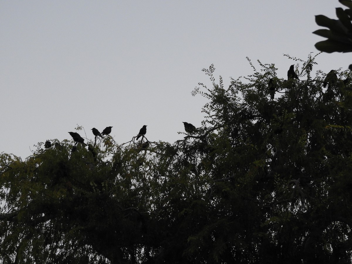 crow/raven sp. - ML639622190