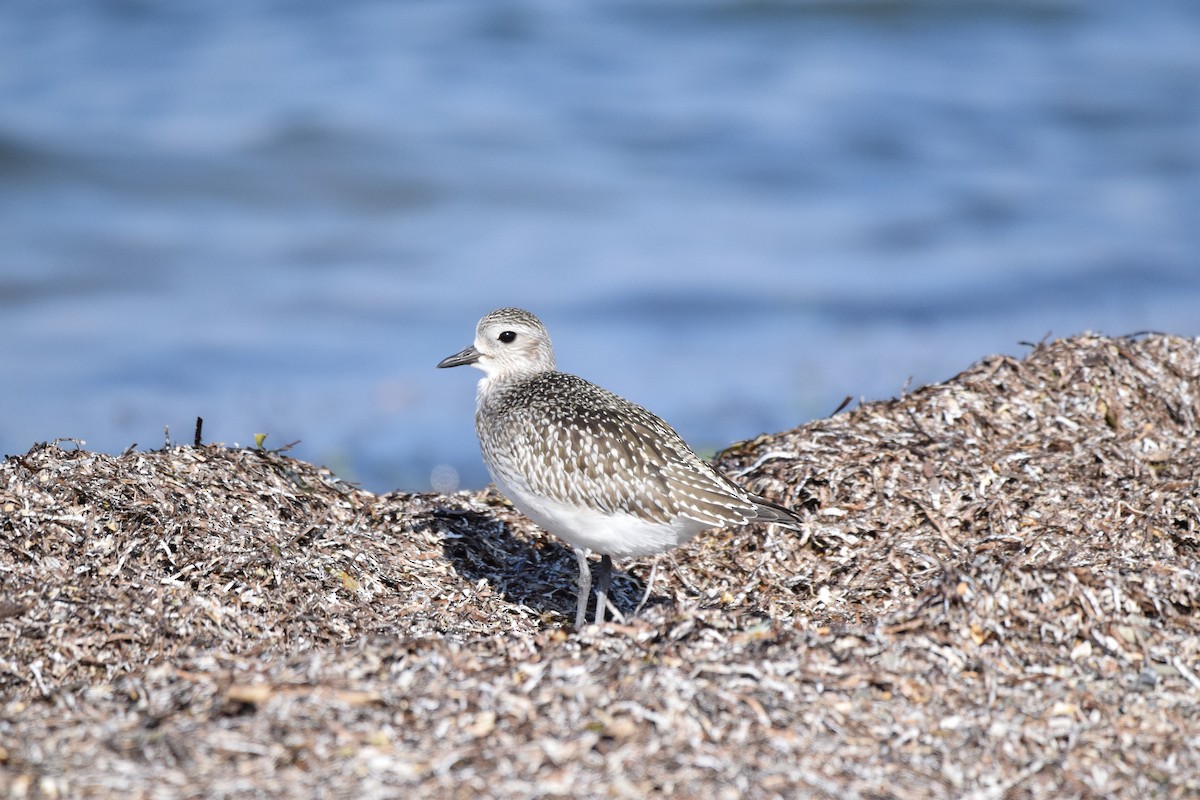Black-bellied Plover - ML639622212