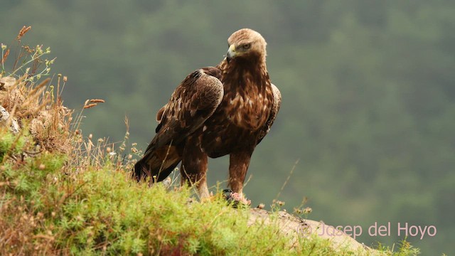 Aquila reale - ML639622215