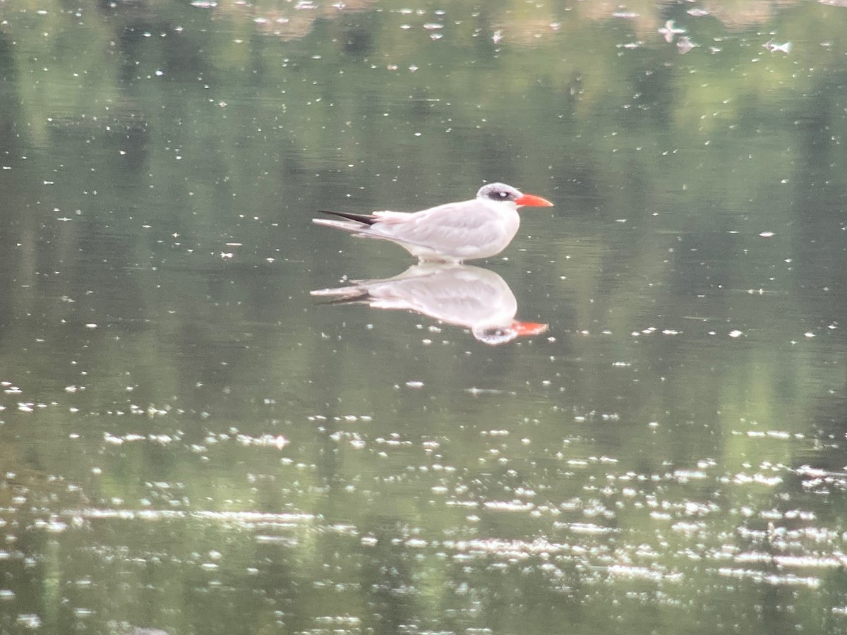 Морин хараалай - ML639622252