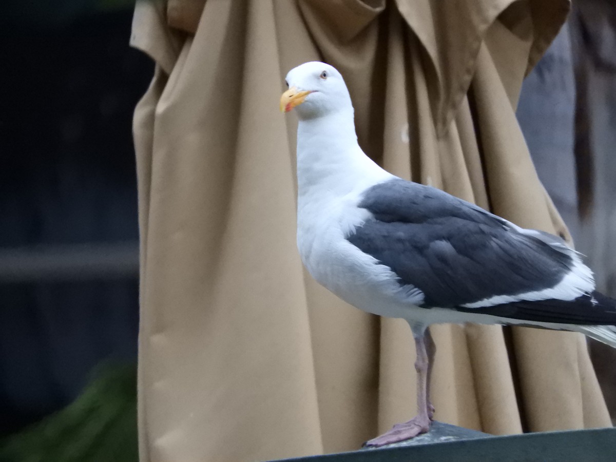 Western Gull - ML639622298