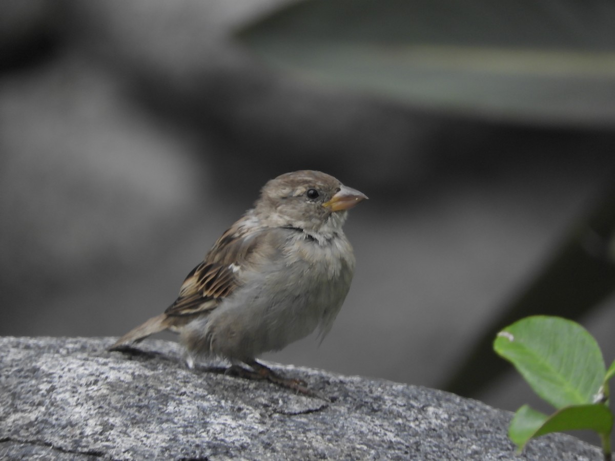 Оронгийн бор шувуу - ML639622339