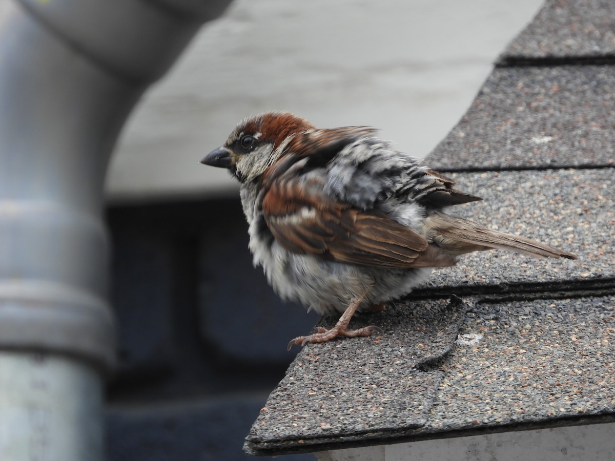 Оронгийн бор шувуу - ML639622341