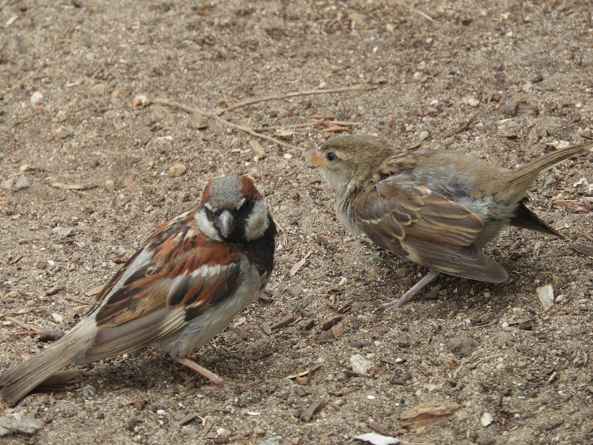 Оронгийн бор шувуу - ML639622343