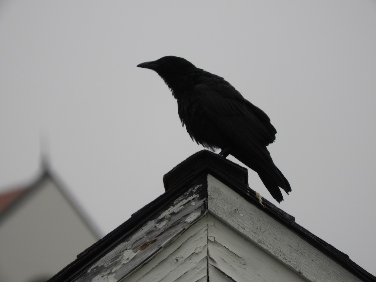crow/raven sp. - ML639622348