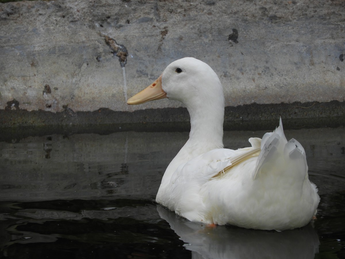 Тэжээмэл нугас - ML639622350