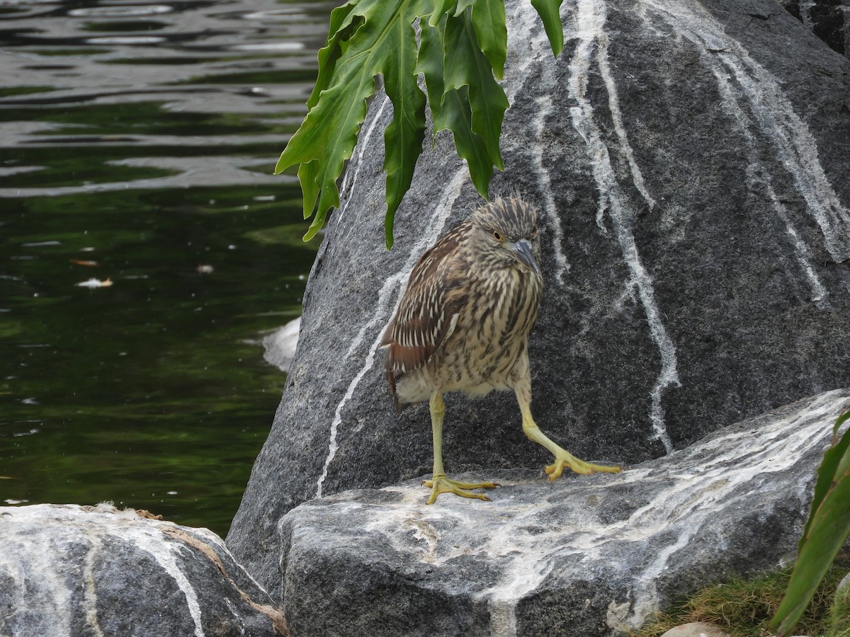 Ногоовор зашин - ML639622355