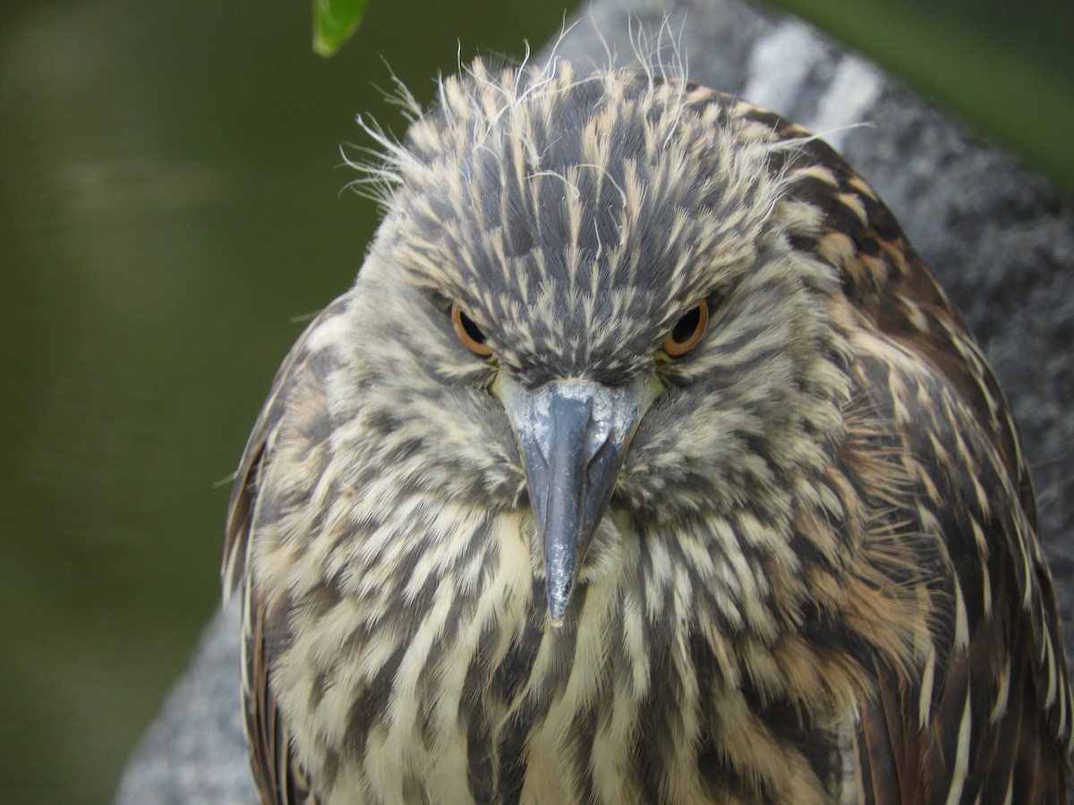 Ногоовор зашин - ML639622357