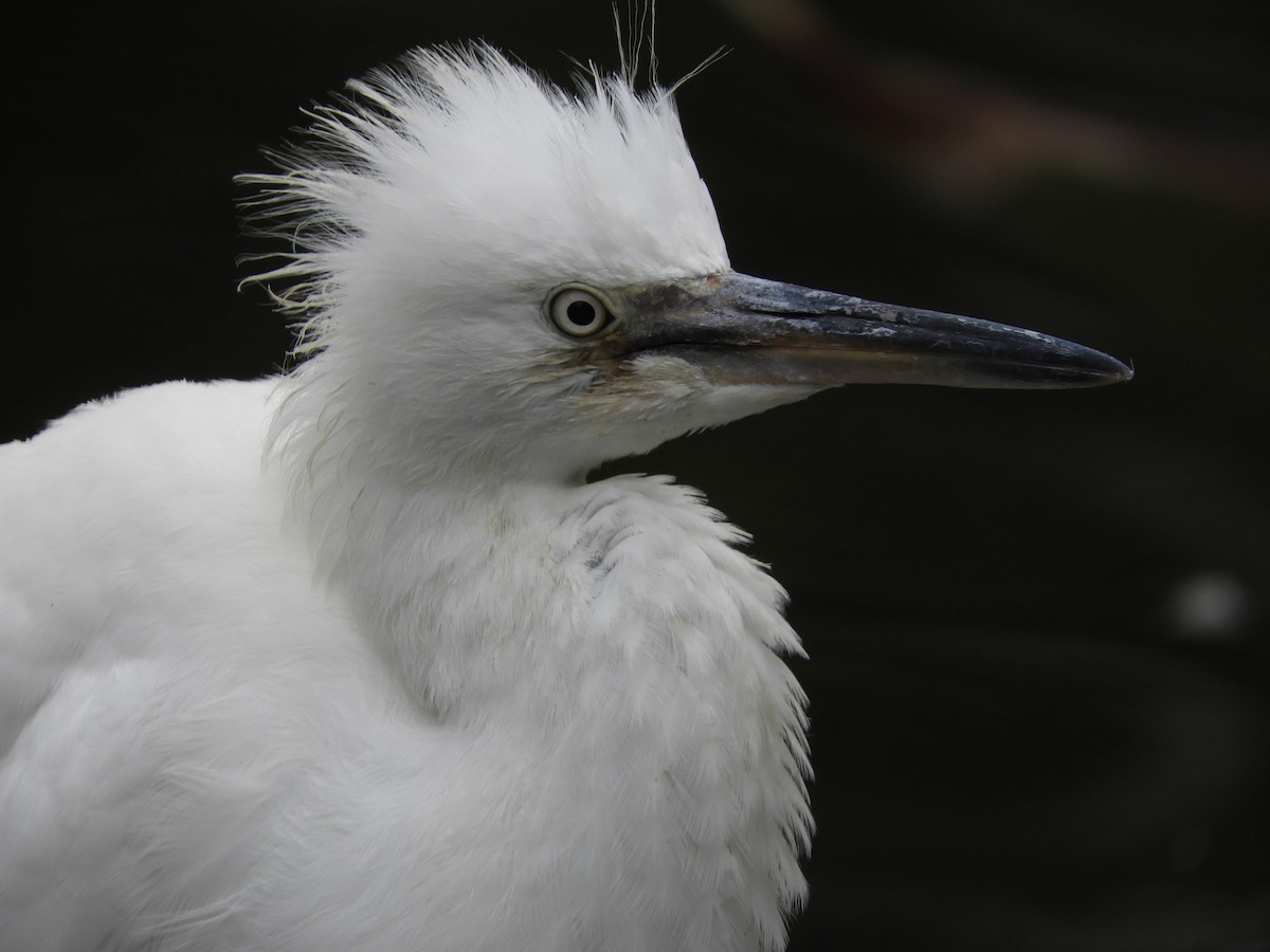 Snowy Egret - ML639622359
