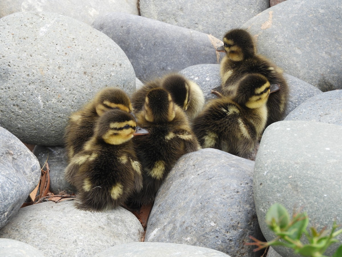 Зэрлэг нугас - ML639622371