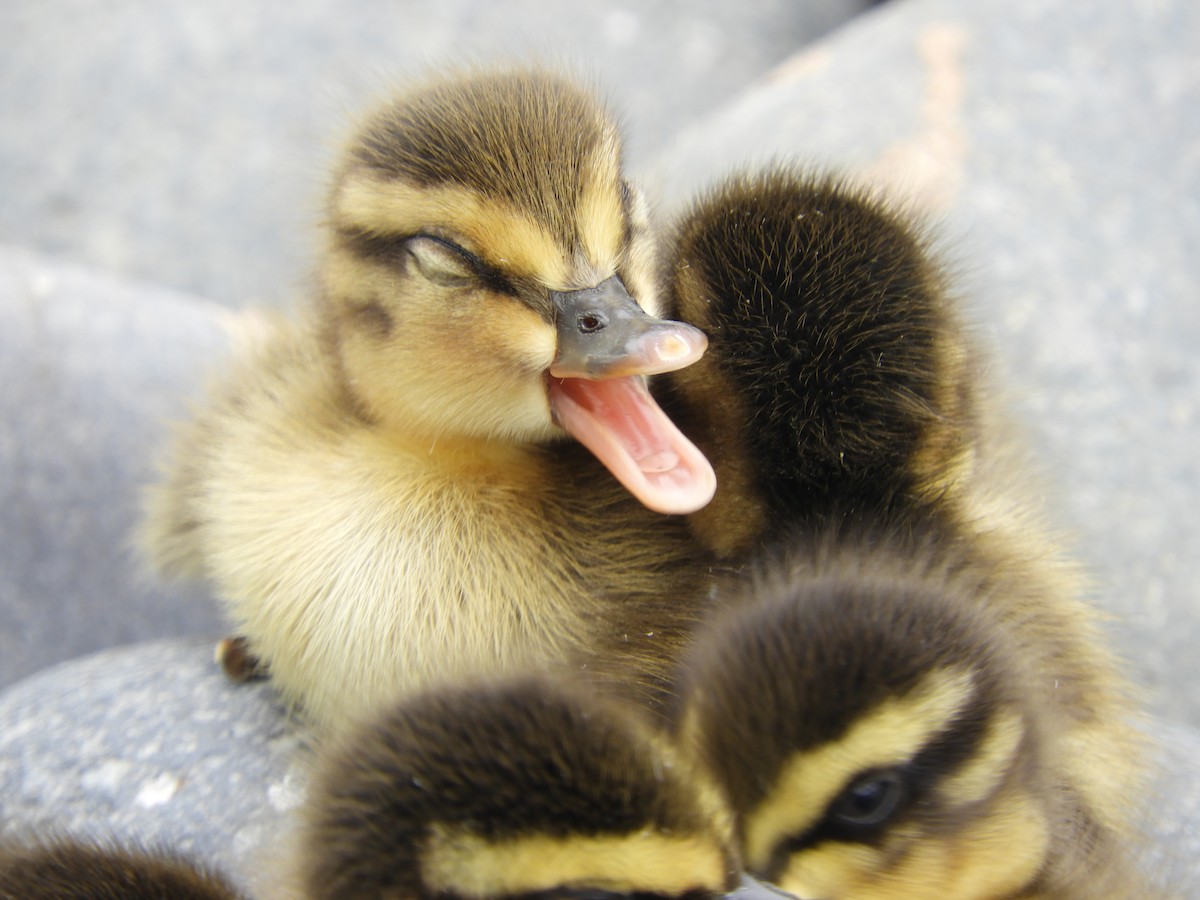 Зэрлэг нугас - ML639622373