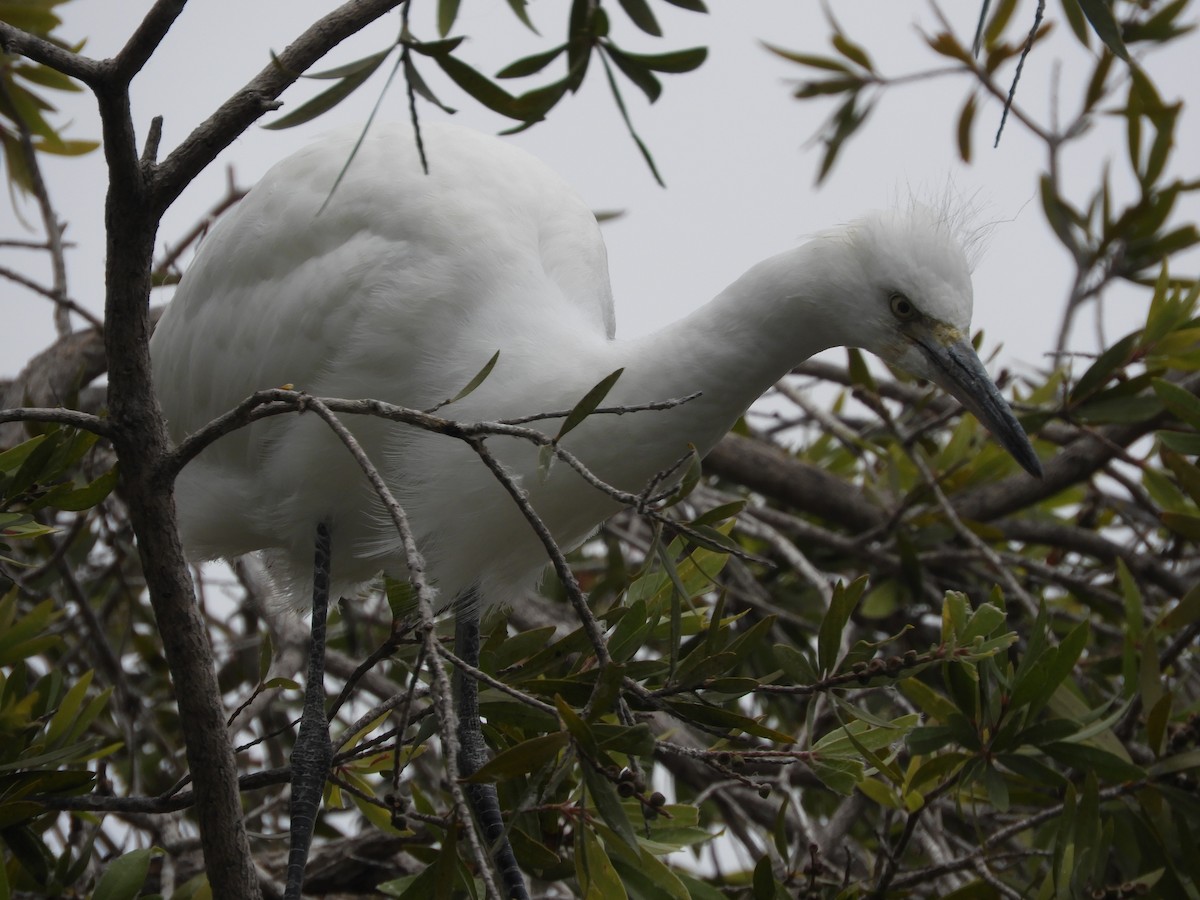 Snowy Egret - ML639622389