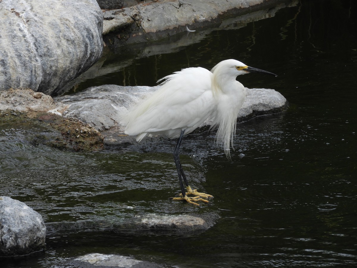 Snowy Egret - ML639622393