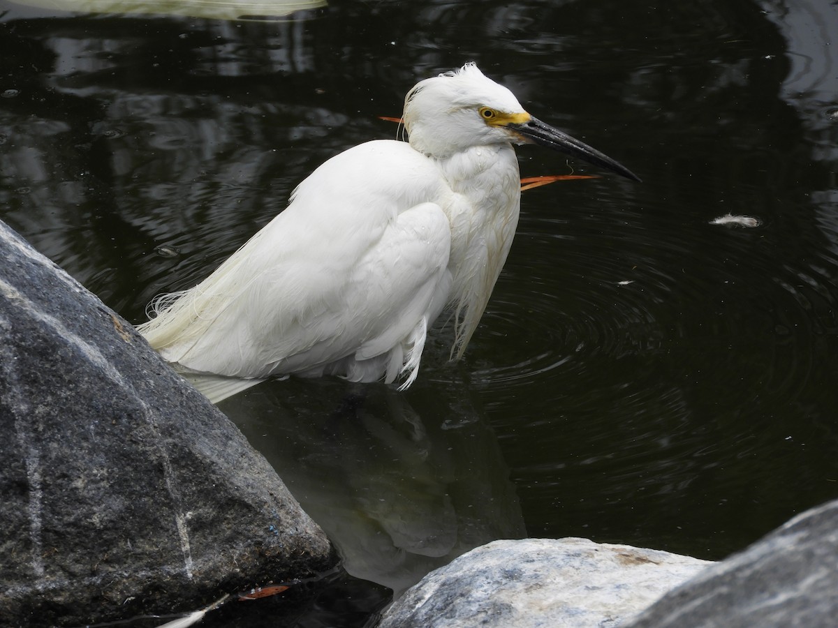 Snowy Egret - ML639622402