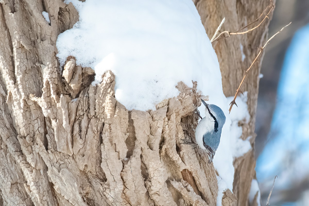 Eurasian Nuthatch (White-bellied) - ML639622421