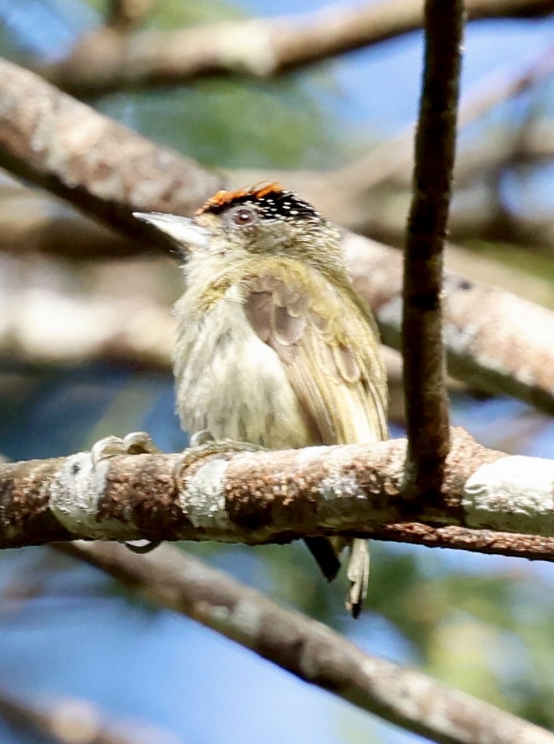 Fine-barred Piculet - ML639622425