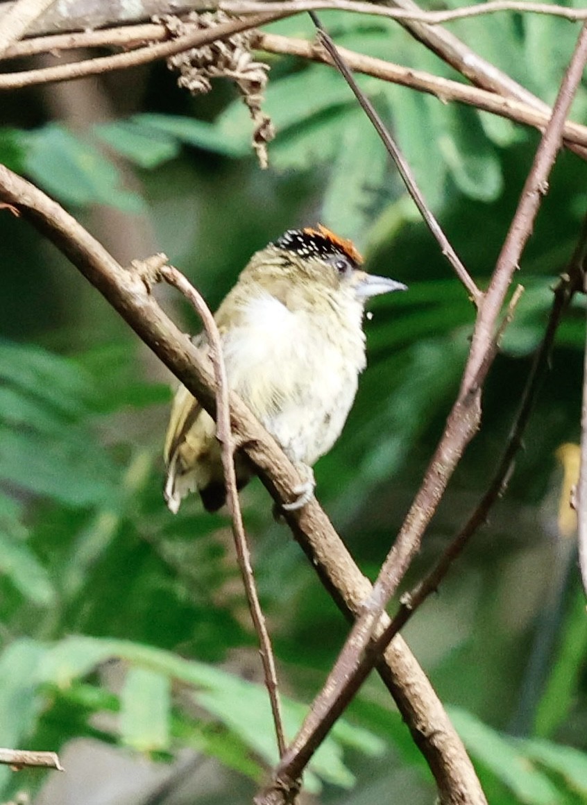 Fine-barred Piculet - ML639622426
