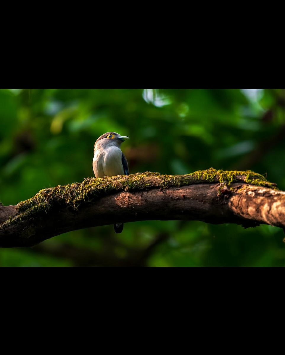 Gray-lored Broadbill - ML639622529