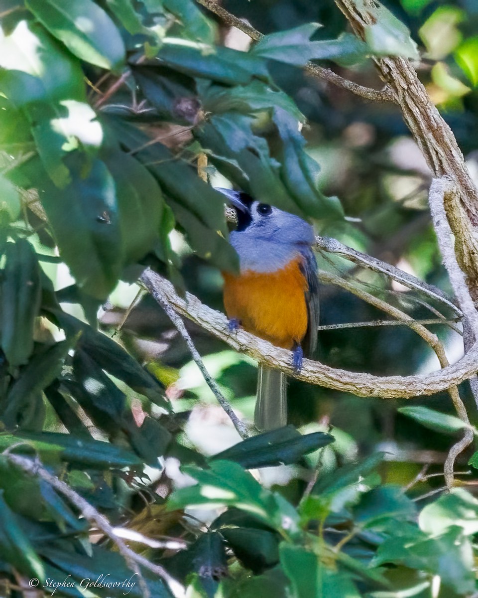 Black-faced Monarch - ML639622553