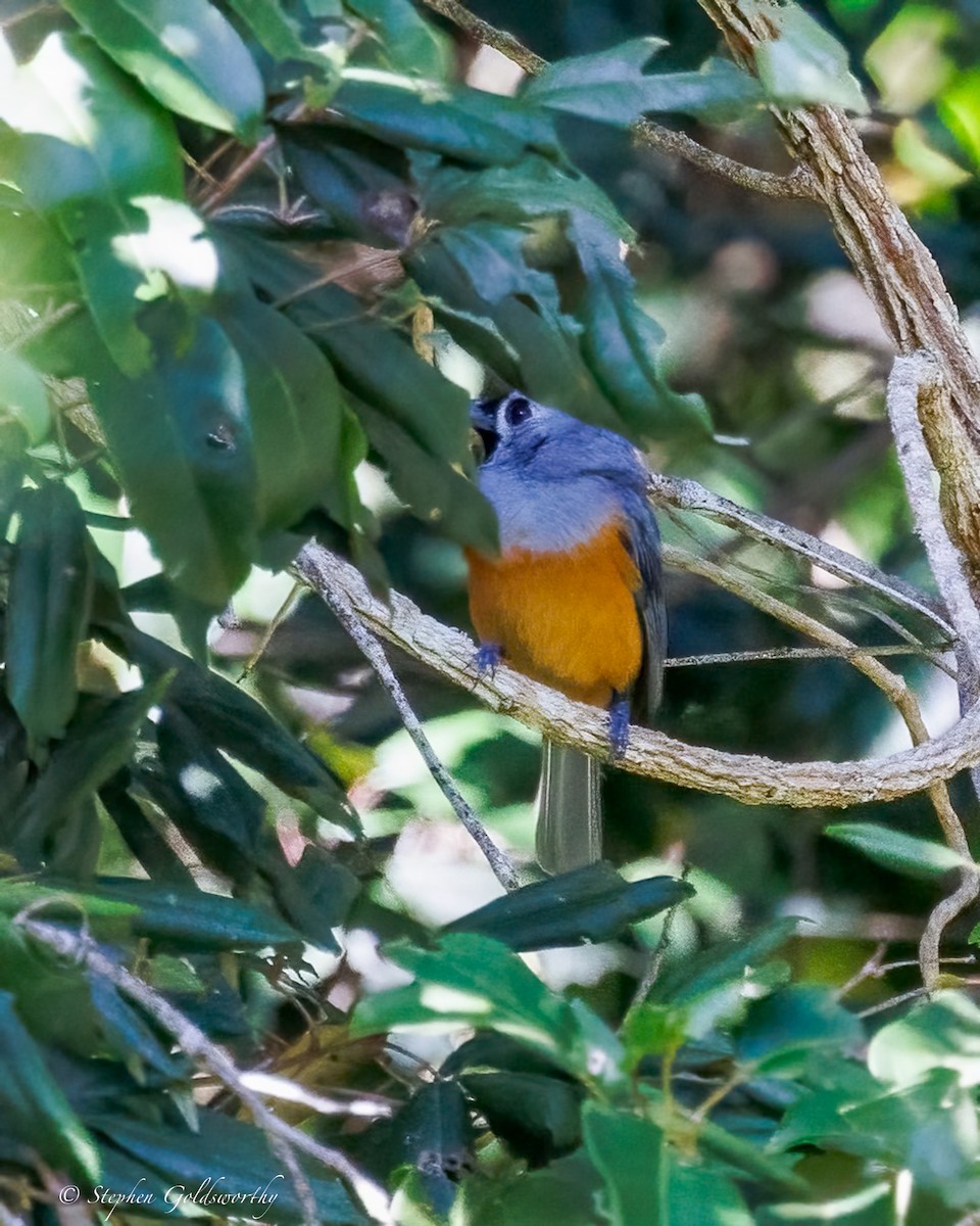 Black-faced Monarch - ML639622554