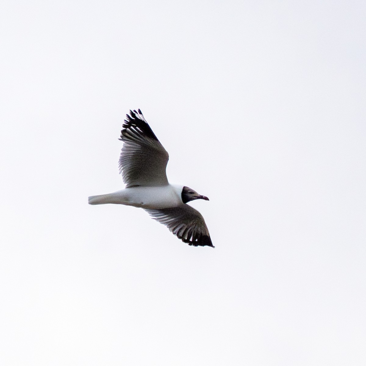 Brown-headed Gull - ML639622614