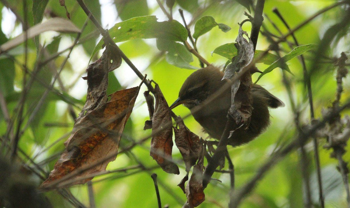 Inca Wren - ML639622623