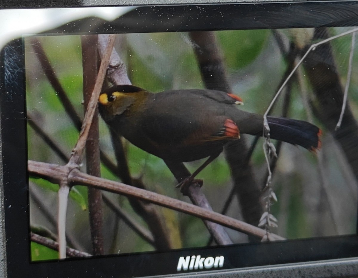 Bugun Liocichla - ML639622645