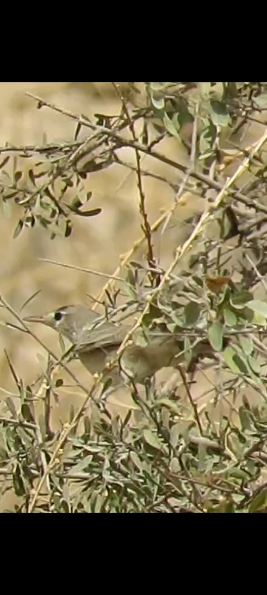 Upcher's Warbler - ML639622712