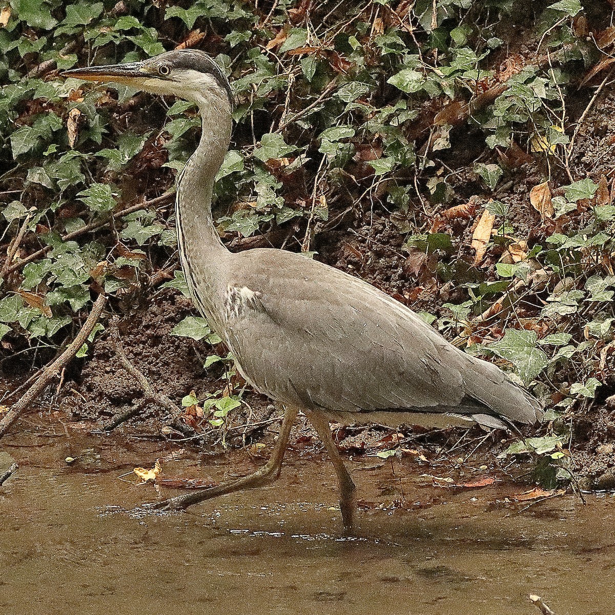 Gray Heron - ML639622731