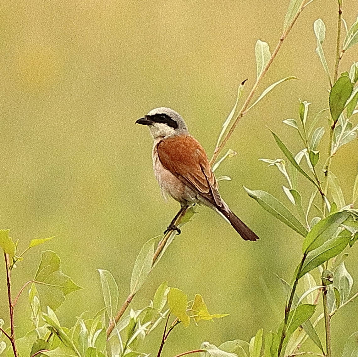 Red-backed Shrike - ML639622735