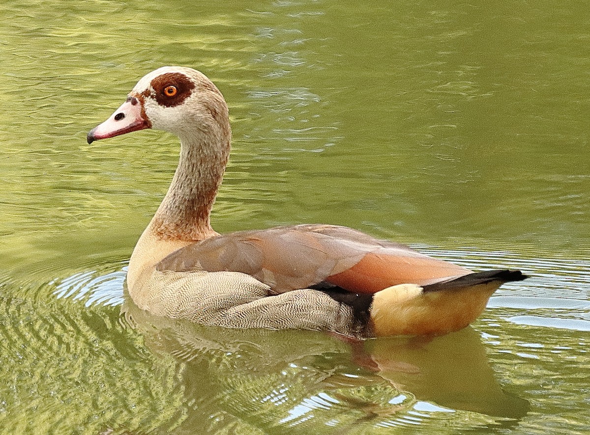 Egyptian Goose - ML639622753