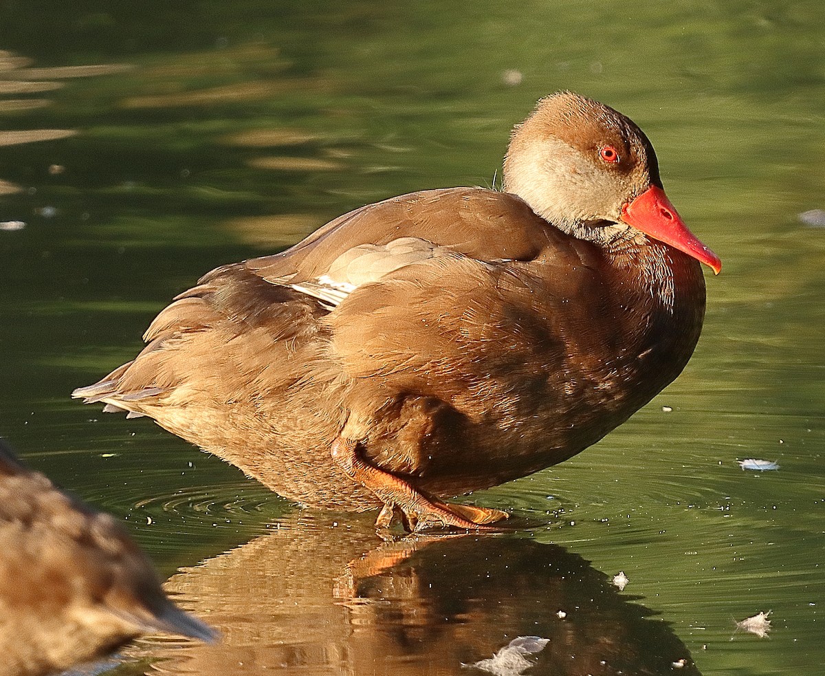 Red-crested Pochard - ML639622754