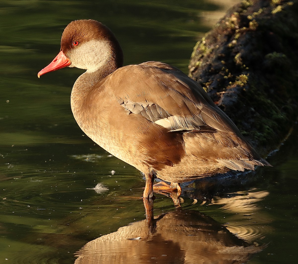 Red-crested Pochard - ML639622755