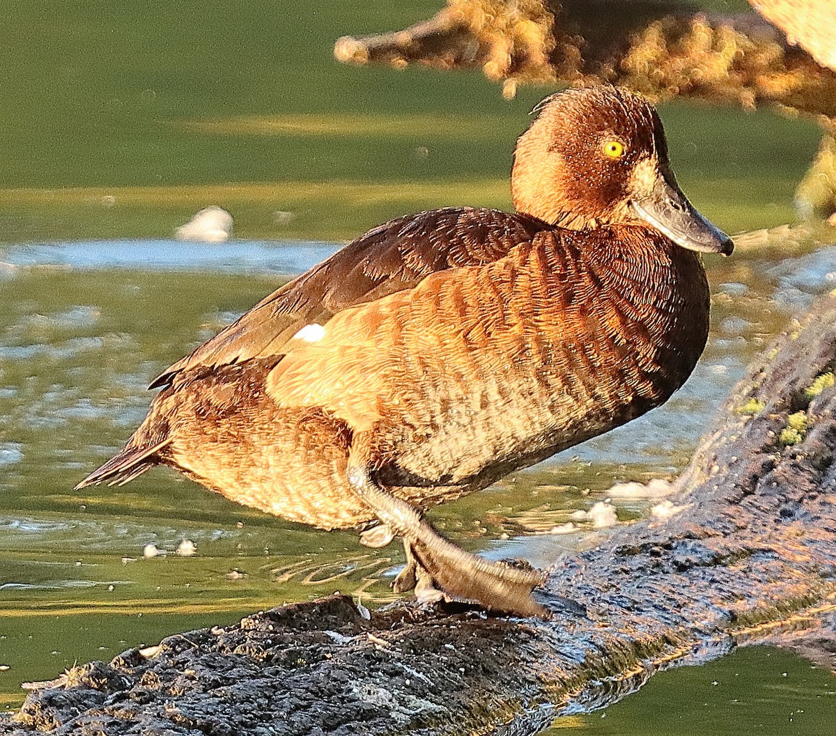 Tufted Duck - ML639622756