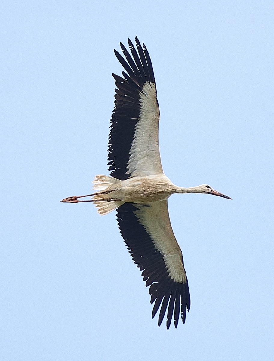 White Stork - ML639622757