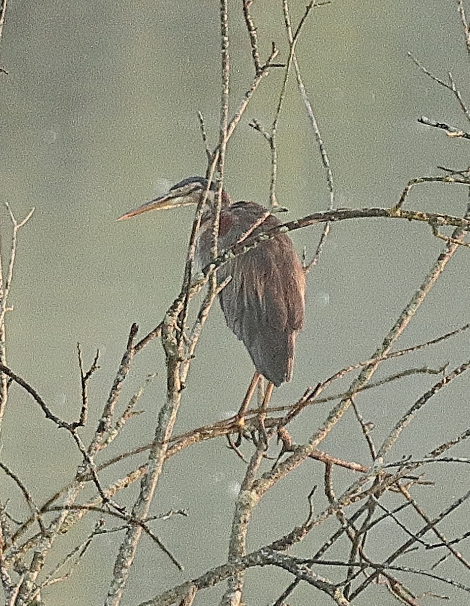 Purple Heron - ML639622758