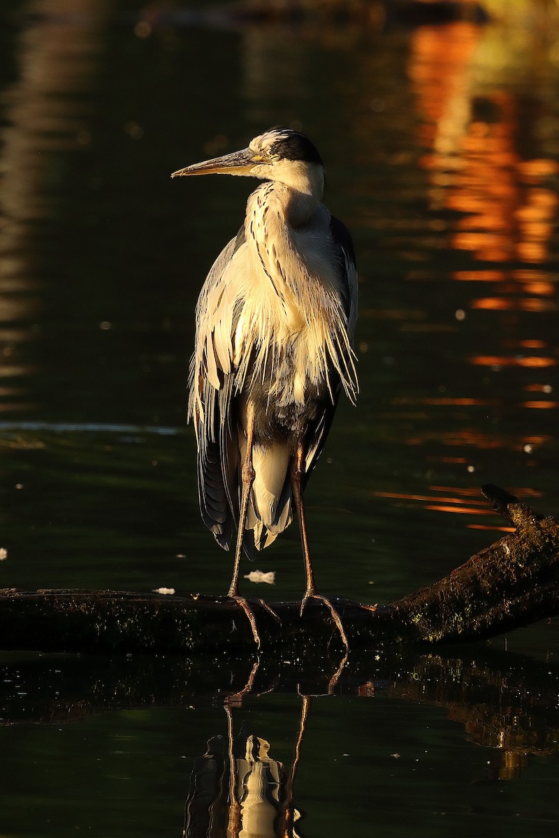 Gray Heron - ML639622761