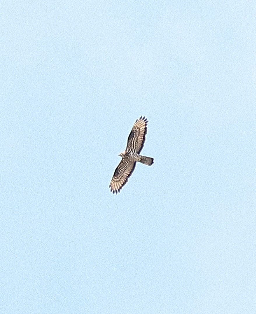 European Honey-buzzard - ML639622762