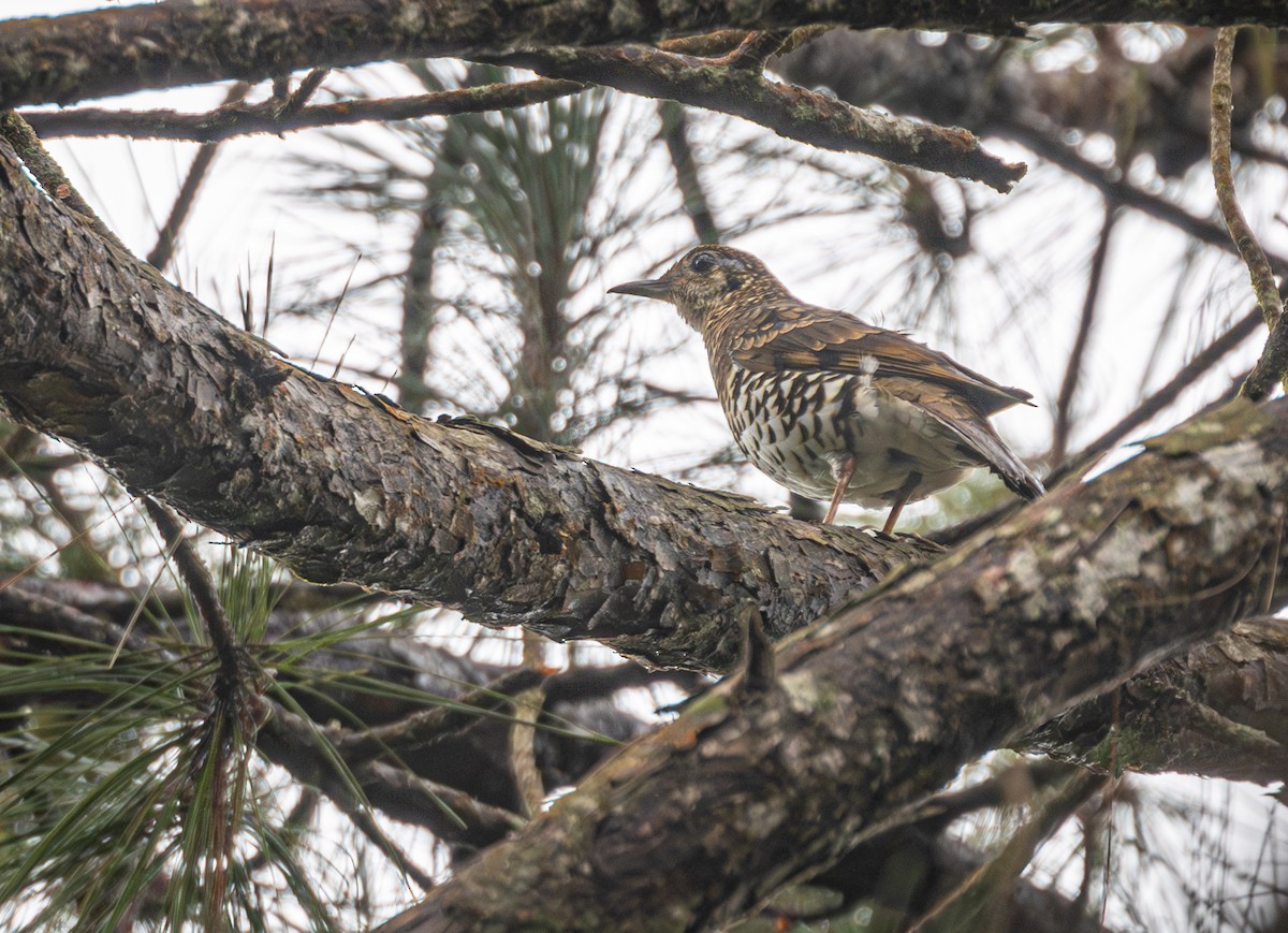 Scaly Thrush (Scaly) - ML639622763