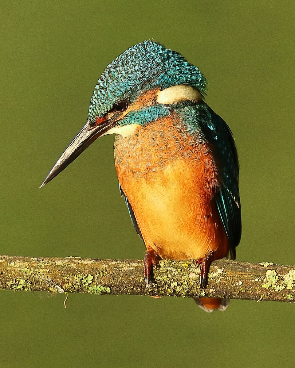 Common Kingfisher - ML639622764