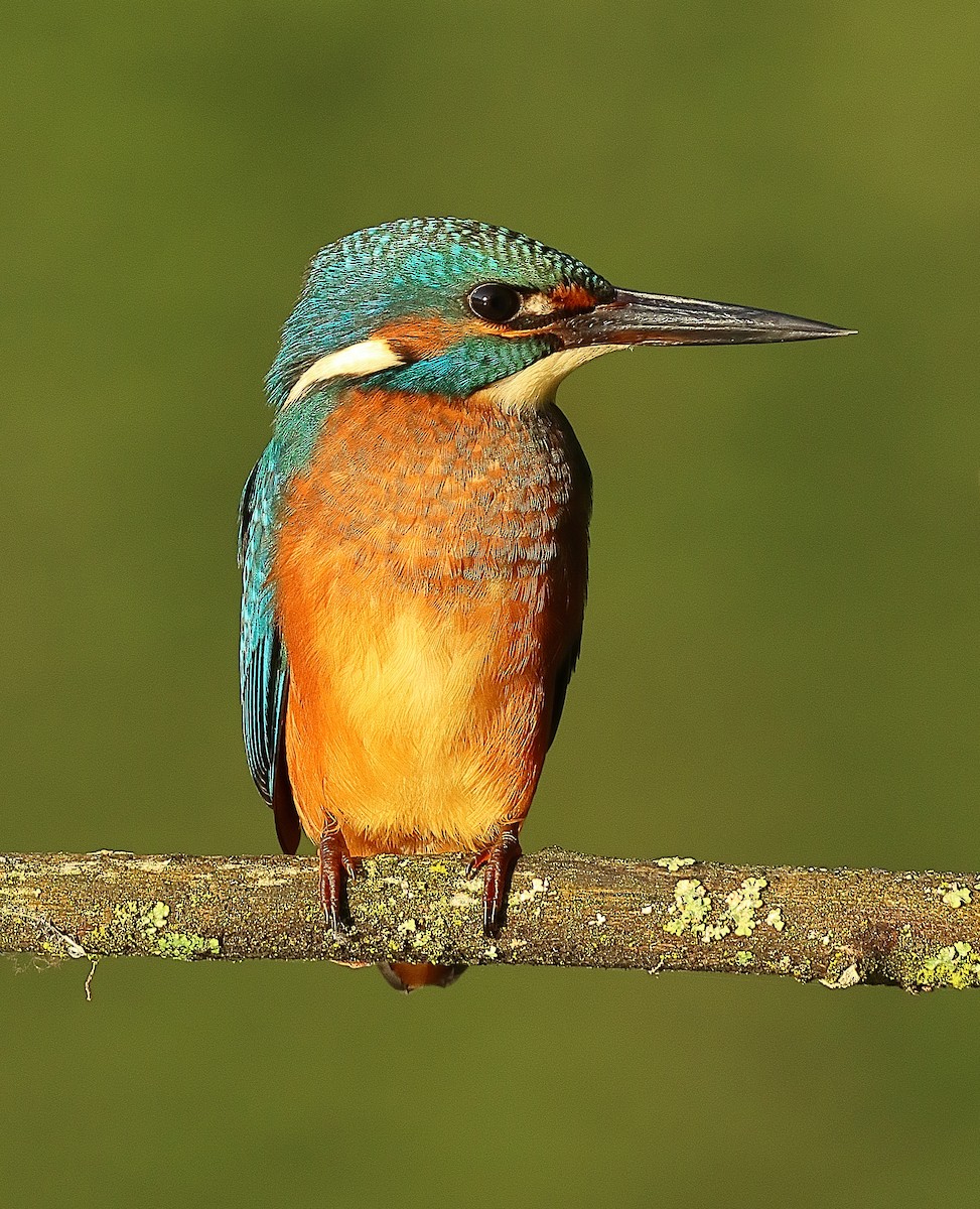 Common Kingfisher - ML639622765
