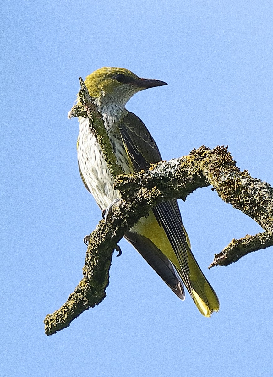 Eurasian Golden Oriole - ML639622768